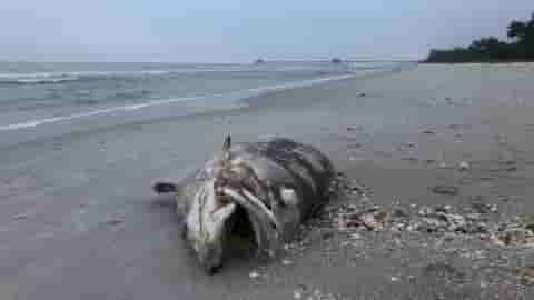 Red Tide Naples Alert at the Beach of Florida