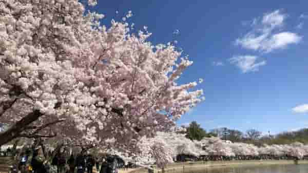 National Cherry Blossom Festival in Washington DC