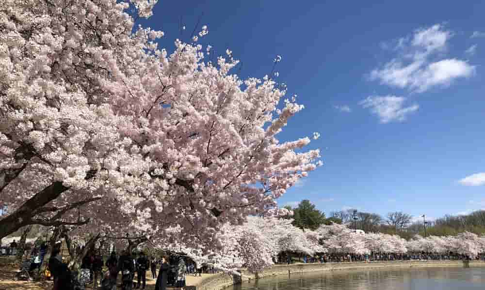 National Cherry Blossom Festival in Washington DC