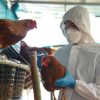 H5N1 variant of bird flu infected wide range of mammals