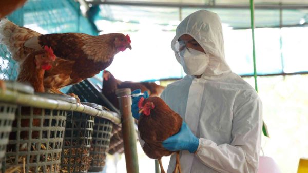 H5N1 variant of bird flu infected wide range of mammals