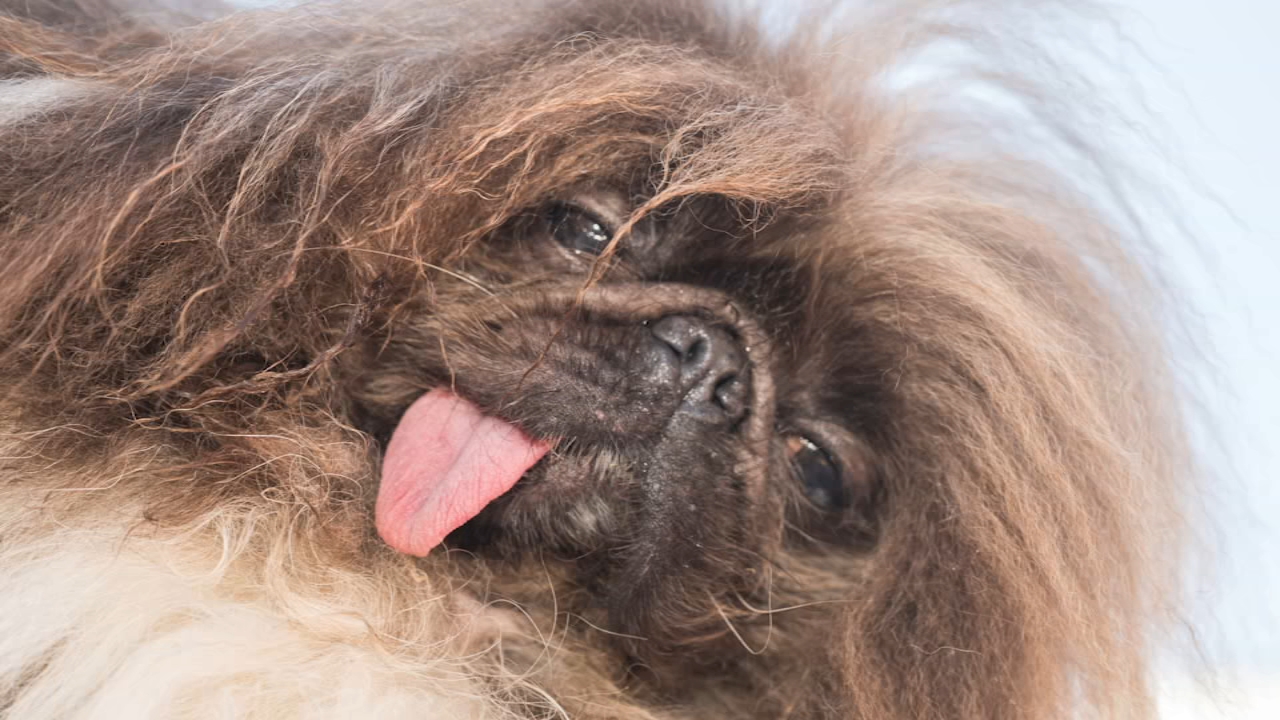 Wild Thang Crowned Winner of 2024 World’s Ugliest Dog Contest The